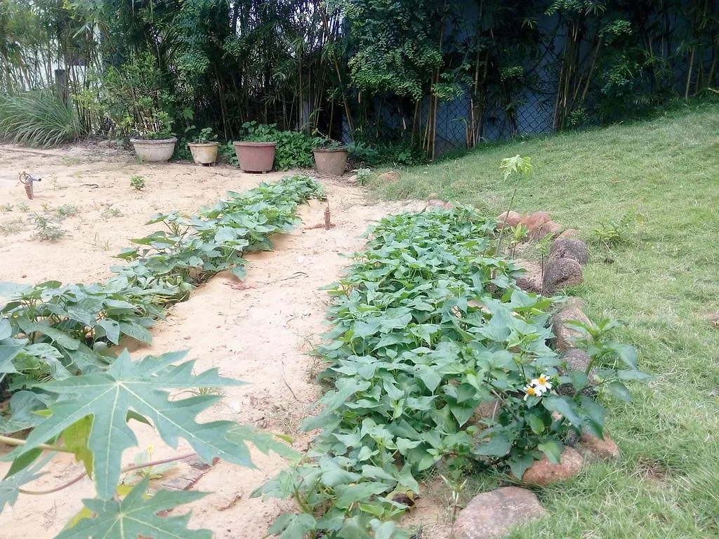 The Field Homestay Hoi An