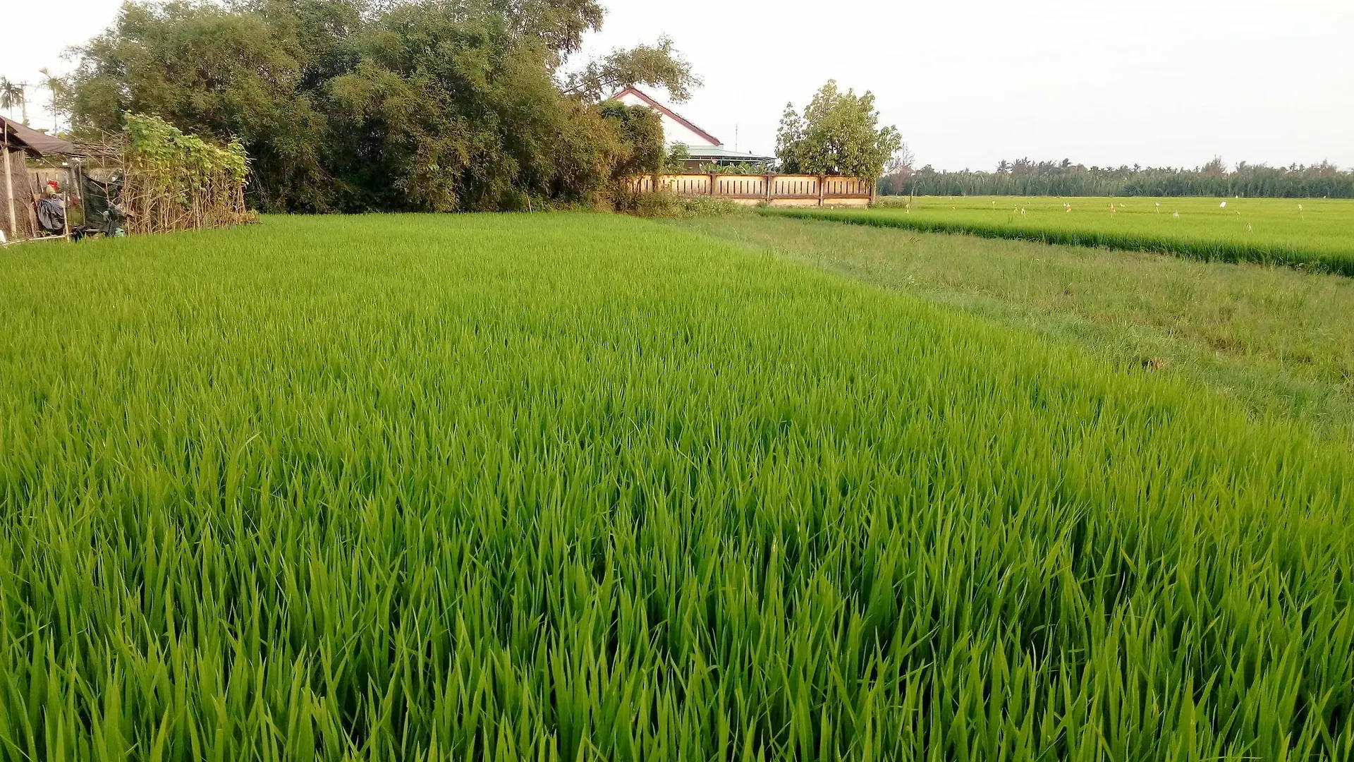 The Field Homestay Hoi An Vietnam